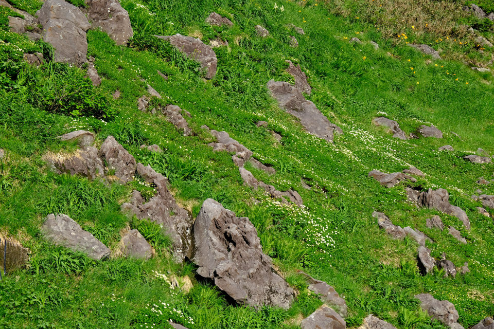 斜面に咲くチングルマ、ニッコウキスゲ、コバイケイソウなど