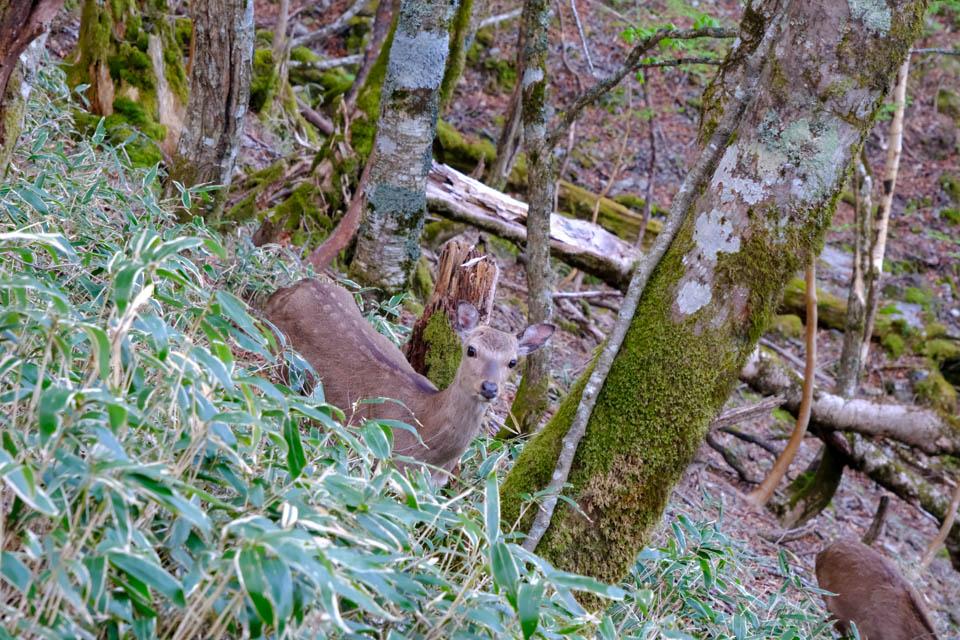 剣山の登山道にいた鹿
