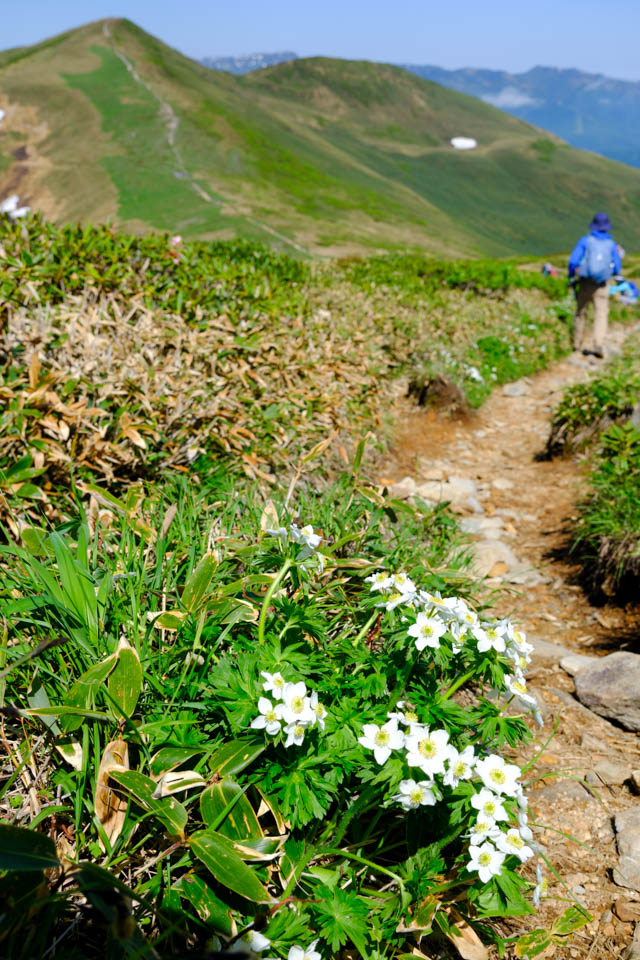 登山道脇に咲くハクサンイチゲ