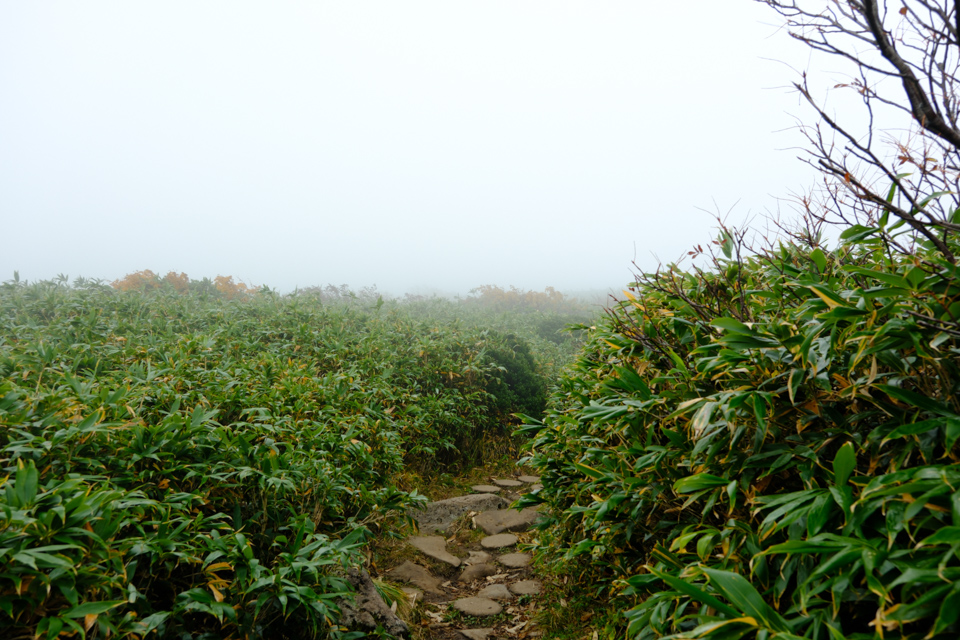 霧の中の弥陀ヶ原の登山道