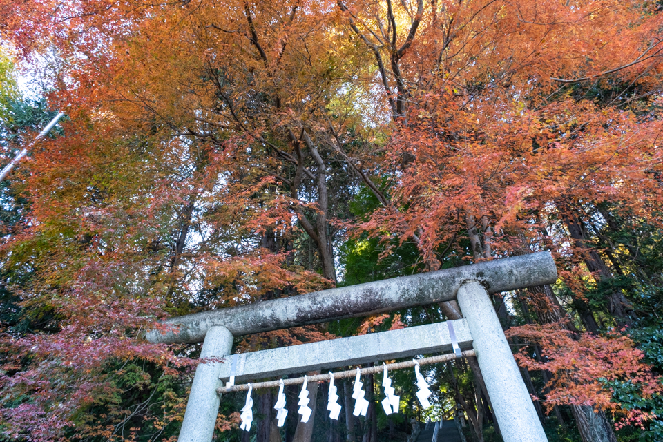 天祖神社の鳥居と紅葉