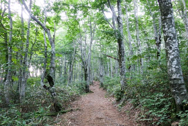 八方台登山口からの登山道