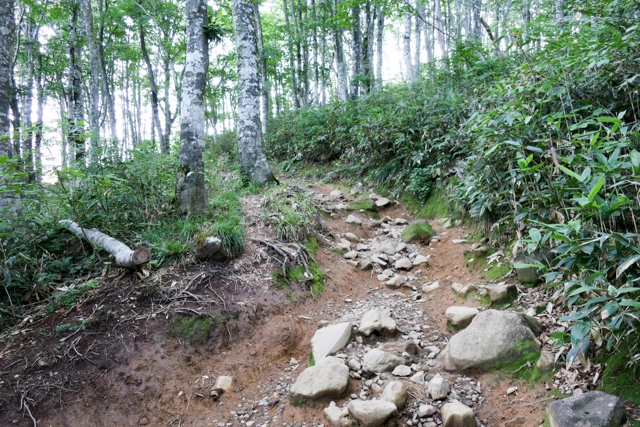 八方台登山口からの登山道