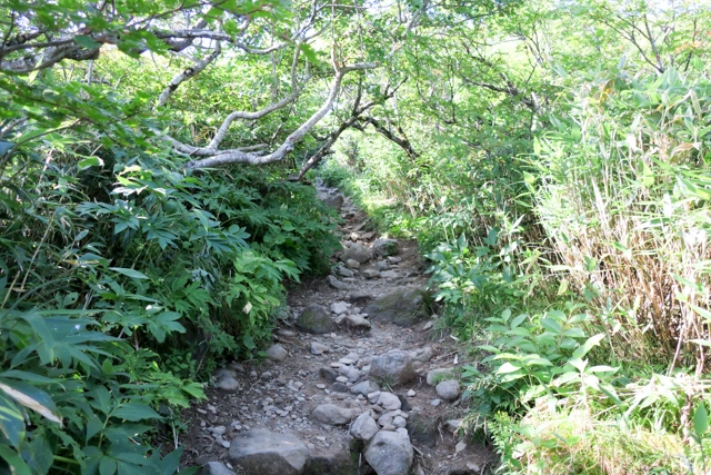 八方台登山口からの登山道