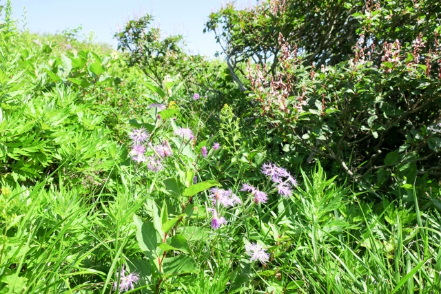 磐梯山のお花畑