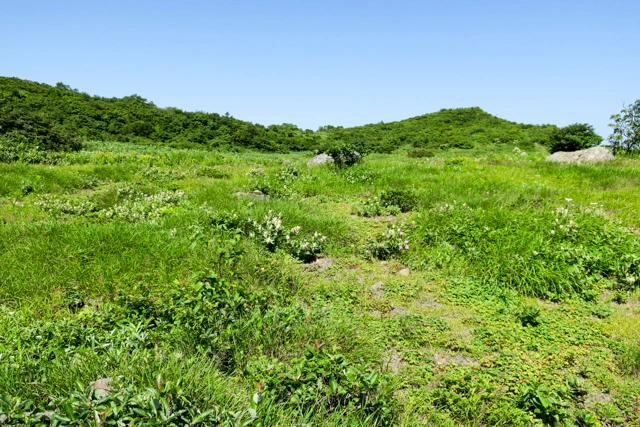 磐梯山のお花畑