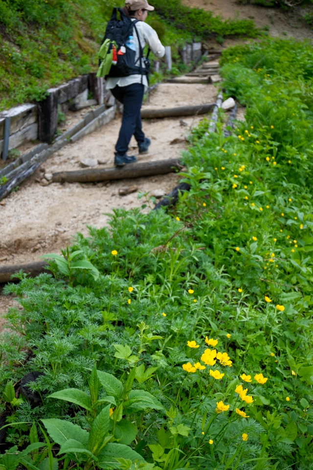 燕山荘手前のミヤマキンポウゲ